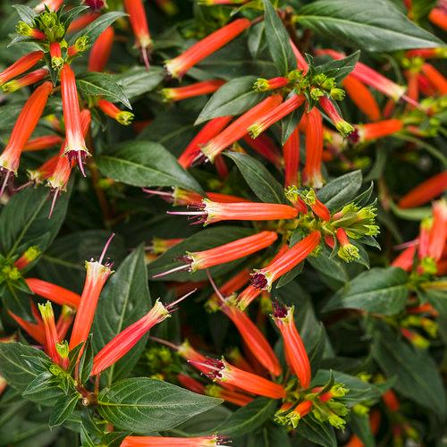 Big Cigar Cuphea Plant (Cuphea Ignea) - Pack of 2 (TWO) - Mexican Cigar Plant - 5-9" Live Plants - Orange Firecracker Flower