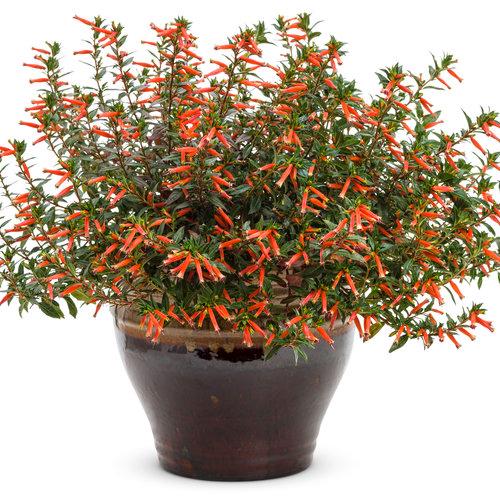 Big Cigar Cuphea Plant (Cuphea Ignea) - Pack of 2 (TWO) - Mexican Cigar Plant - 5-9" Live Plants - Orange Firecracker Flower