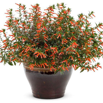 Big Cigar Cuphea Plant (Cuphea Ignea) - Pack of 2 (TWO) - Mexican Cigar Plant - 5-9" Live Plants - Orange Firecracker Flower