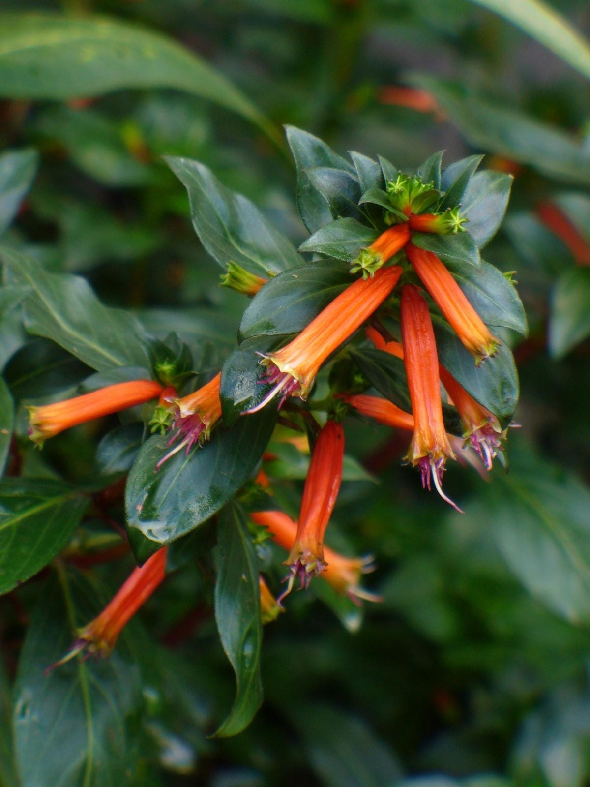 Big Cigar Cuphea Plant (Cuphea Ignea) - Pack of 2 (TWO) - Mexican Cigar Plant - 5-9" Live Plants - Orange Firecracker Flower