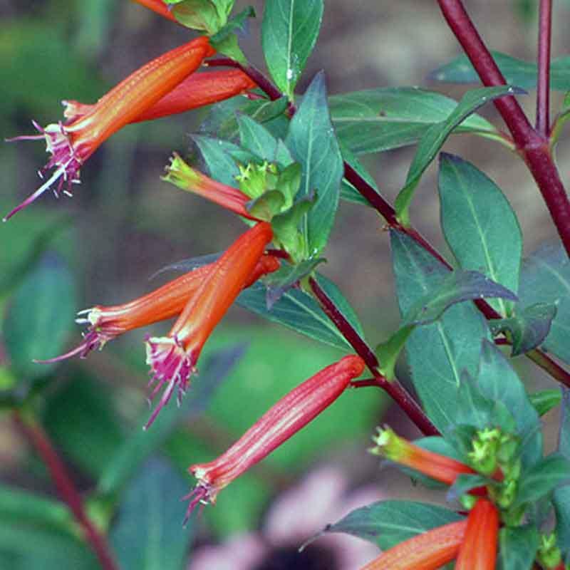 Cuphea David Verity (Large Cigar Plant) 5-9" Pack of 2 (TWO) Live Plants - Orange Firecracker Flower