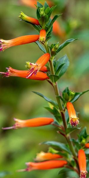 Cuphea David Verity (Large Cigar Plant) 5-9" Pack of 2 (TWO) Live Plants - Orange Firecracker Flower