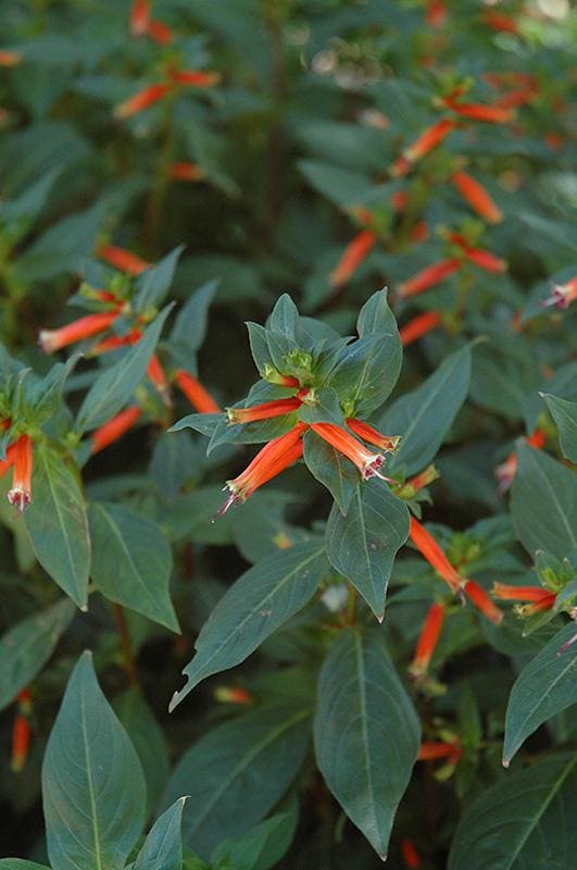 Cuphea David Verity (Large Cigar Plant) 5-9" Pack of 2 (TWO) Live Plants - Orange Firecracker Flower