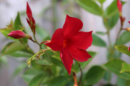 Mandevilla Red Fury Live Plants (5-9") - Pack of 2 (TWO) - Deep Crimson Rocktrumpet Vine