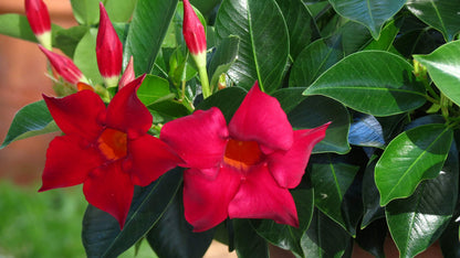 Mandevilla Red Fury Live Plants (5-9") - Pack of 2 (TWO) - Deep Crimson Rocktrumpet Vine