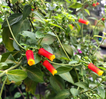 Candy Corn Manettia Live Plants (5-9") - Pack of 2 (TWO) - Firecracker Vine Luteorubra - Rare Red & Yellow Blooms