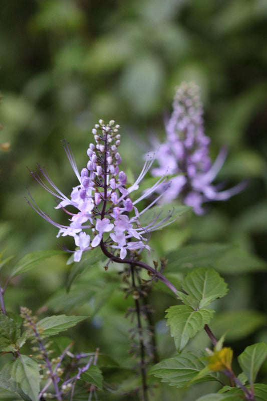Blue Cat Whiskers Live Plants - Pack of 2 - Orthosiphon Stameneus - Purple Java Tea Perennial Flowering Shrub - 4-6 Inches Tall