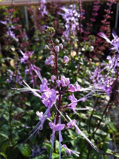 Blue Cat Whiskers Live Plants - Pack of 2 - Orthosiphon Stameneus - Purple Java Tea Perennial Flowering Shrub - 4-6 Inches Tall