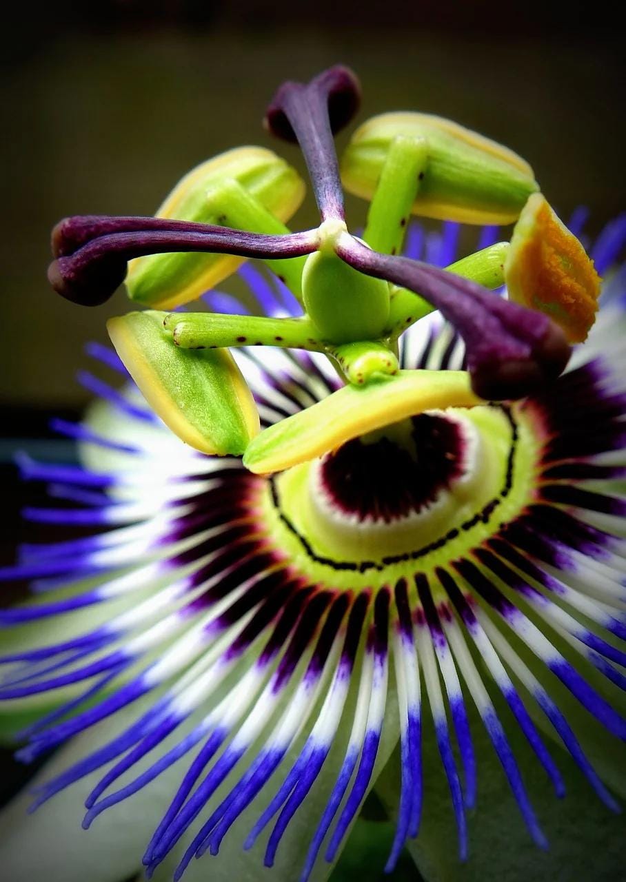 Blue Caerulea Passiflora (Passion Flower) Live Plant | 5-9" Tall | Hardy Zone 6-9 | Fast-Growing