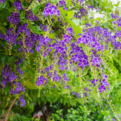 Duranta Blue Live Plants (5-9" Tall) - Pack of 2 (TWO) - Golden Dewdrop Sky Flower - Fast Growing Pollinator Magnet