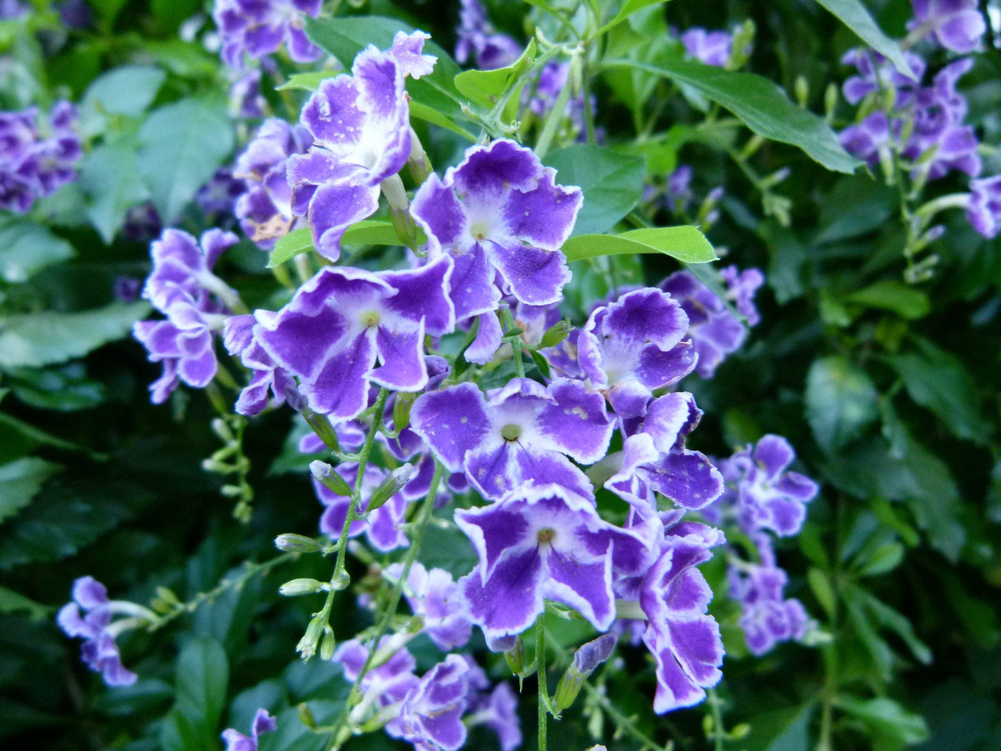 Duranta Blue Live Plants (5-9" Tall) - Pack of 2 (TWO) - Golden Dewdrop Sky Flower - Fast Growing Pollinator Magnet