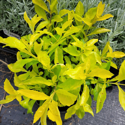 Duranta Gold Mound Live Plants (5-9" Tall) - Pack of 2 (TWO) - Golden Dewdrop - Vibrant Chartreuse Foliage