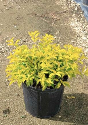 Duranta Gold Mound Live Plants (5-9" Tall) - Pack of 2 (TWO) - Golden Dewdrop - Vibrant Chartreuse Foliage