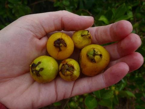 Live Red Strawberry Guava Plant (5-9" Tall) - Psidium cattleyanum - Sweet Edible Fruit Tree - Compact Indoor/Outdoor Container Garden