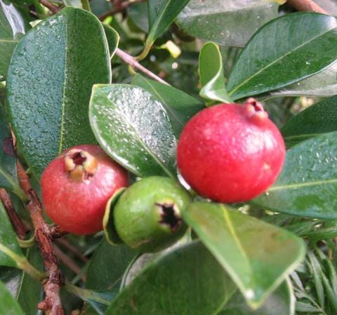 Live Red Strawberry Guava Plant (5-9" Tall) - Psidium cattleyanum - Sweet Edible Fruit Tree - Compact Indoor/Outdoor Container Garden