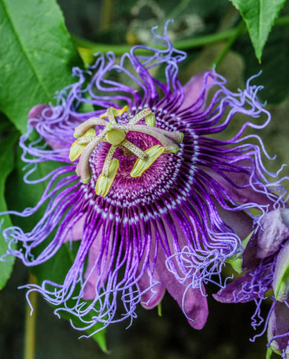 Passiflora Incense Live Plant | 5-9" Tall | Highly Fragrant Royal Purple Passion Flower Vine