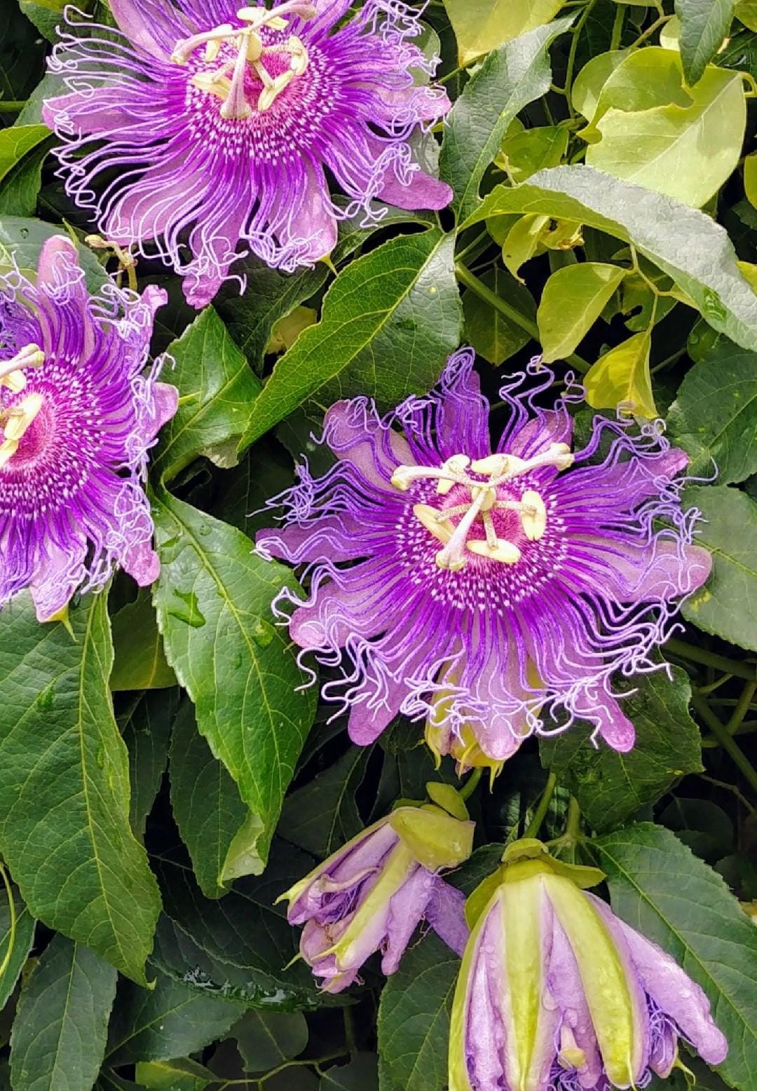 Passiflora Incense Live Plant | 5-9" Tall | Highly Fragrant Royal Purple Passion Flower Vine