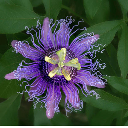 Passiflora Incense Live Plant | 5-9" Tall | Highly Fragrant Royal Purple Passion Flower Vine