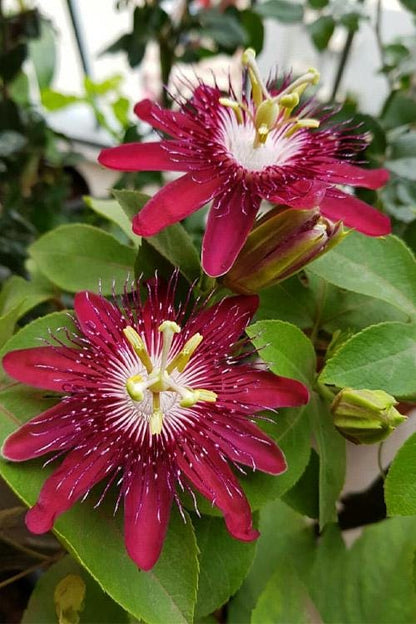 Lady Margaret Passiflora Live Plant | 5-9" Tall | Rare Raspberry Red Passion Flower Vine | Hardy Zone 8-11