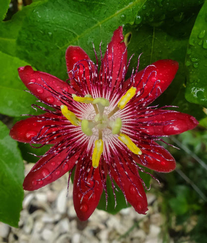 Lady Margaret Passiflora Live Plant | 5-9" Tall | Rare Raspberry Red Passion Flower Vine | Hardy Zone 8-11