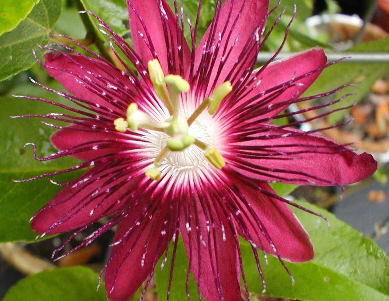 Lady Margaret Passiflora Live Plant | 5-9" Tall | Rare Raspberry Red Passion Flower Vine | Hardy Zone 8-11