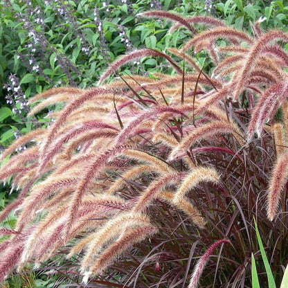 Red Fountain Grass Live Plants | Pack of 2 (TWO) | 5-9" Tall | Pennisetum setaceum Rubrum