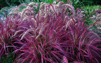 Red Fountain Grass Live Plants | Pack of 2 (TWO) | 5-9" Tall | Pennisetum setaceum Rubrum