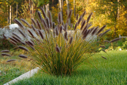 Red Fountain Grass Live Plants | Pack of 2 (TWO) | 5-9" Tall | Pennisetum setaceum Rubrum