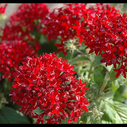 Pentas Lanceolata Cranberry Punch Live Plants - 2 Pack | 5-9" Tall | Egyptian Starcluster