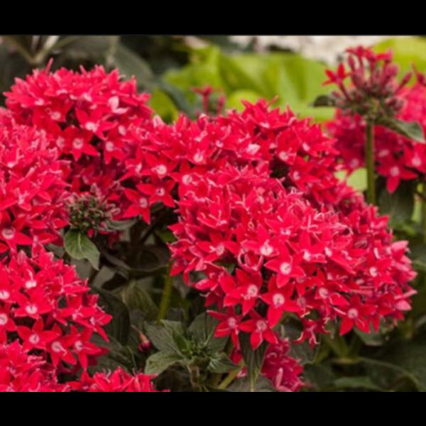 Pentas Lanceolata Cranberry Punch Live Plants - 2 Pack | 5-9" Tall | Egyptian Starcluster