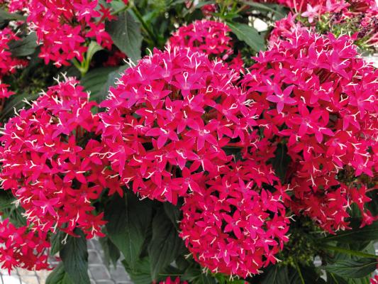 Pentas Lanceolata Cranberry Punch Live Plants - 2 Pack | 5-9" Tall | Egyptian Starcluster