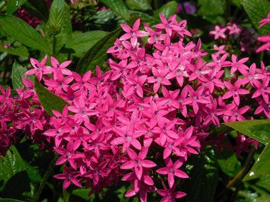 Pentas Lanceolata Jessica Punch Live Plants | PAck of 2 (TWO) | 5-9" Tall | Egyptian Starcluster