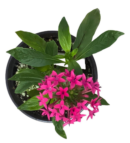 Pentas Lanceolata Jessica Punch Live Plants | PAck of 2 (TWO) | 5-9" Tall | Egyptian Starcluster