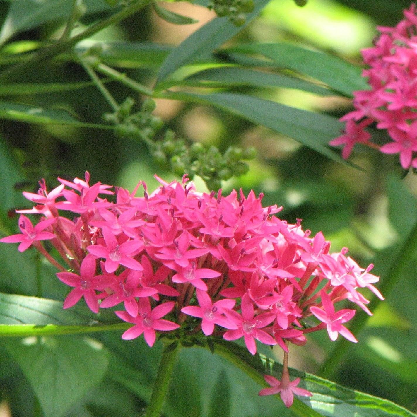 Pentas Lanceolata Jessica Punch Live Plants | PAck of 2 (TWO) | 5-9" Tall | Egyptian Starcluster
