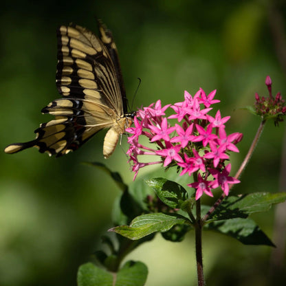 Pentas Lanceolata Jessica Punch Live Plants | PAck of 2 (TWO) | 5-9" Tall | Egyptian Starcluster