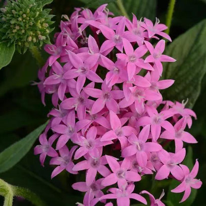 Pentas Lanceolata Orchid Illusion Live Plants | Pack of 2 (TWO) | 5-9" Tall | Egyptian Starcluster