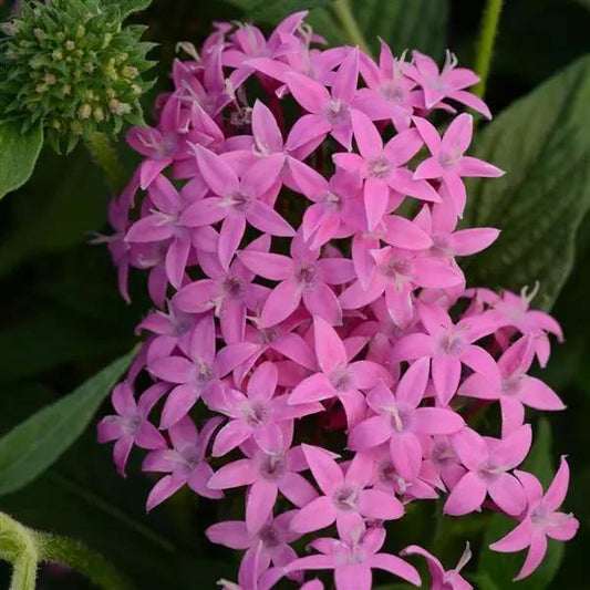 Pentas Lanceolata Orchid Illusion Live Plants | Pack of 2 (TWO) | 5-9" Tall | Egyptian Starcluster