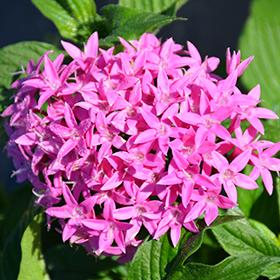 Pentas Lanceolata Orchid Illusion Live Plants | Pack of 2 (TWO) | 5-9" Tall | Egyptian Starcluster