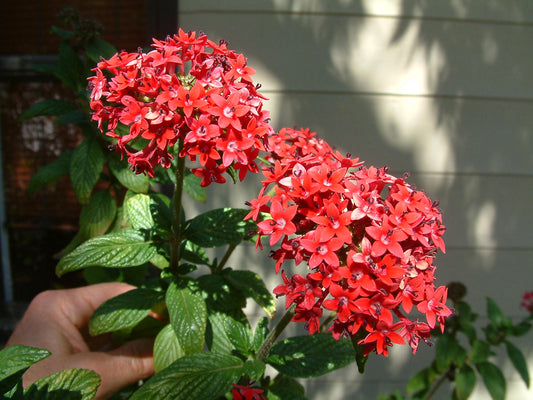 Pentas Lanceolata Pink Profusion Live Plants | Pack of 2 (TWO) | 5-9" Tall | Egyptian Starcluster