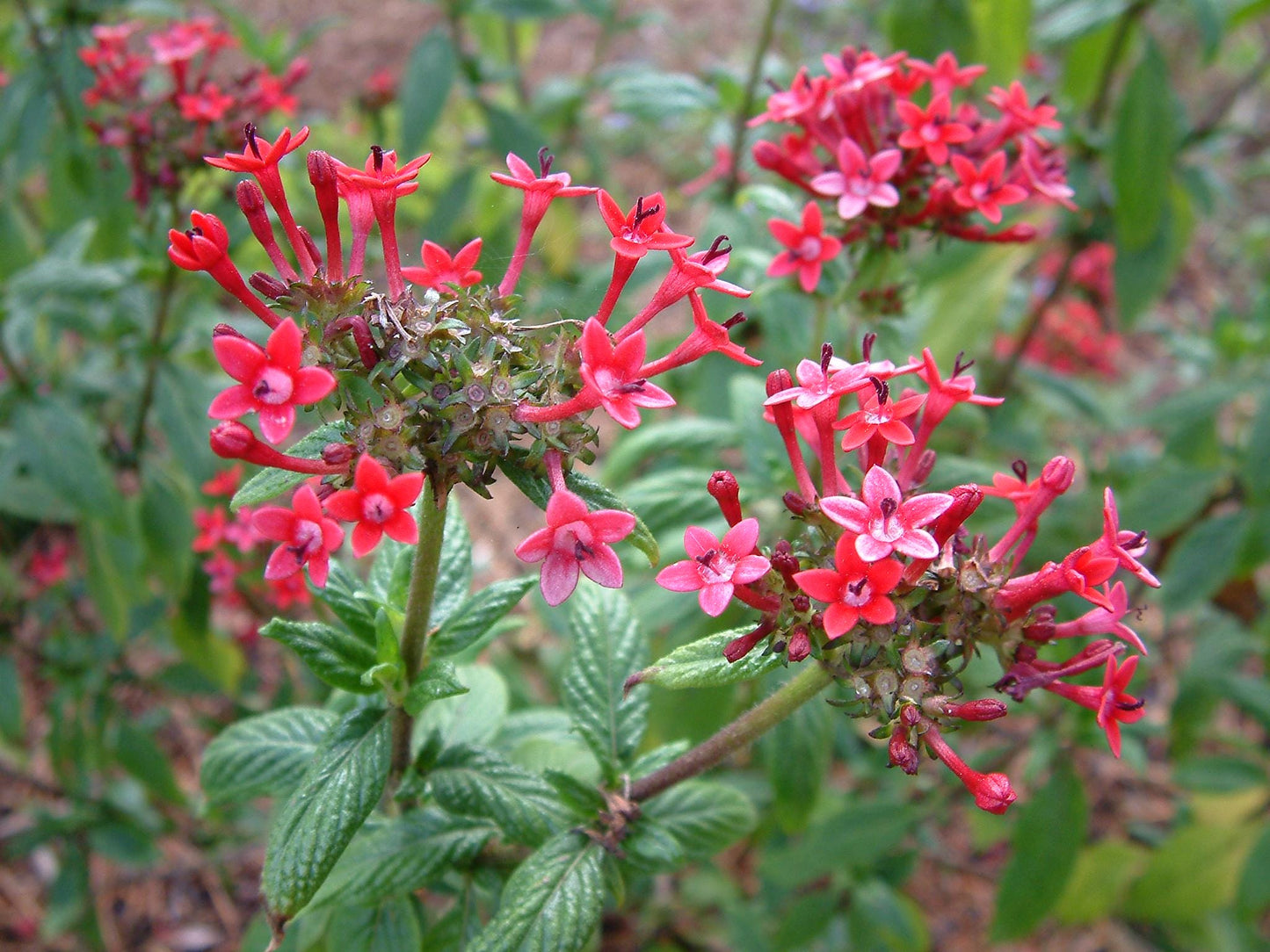 Pentas Lanceolata Pink Profusion Live Plants | Pack of 2 (TWO) | 5-9" Tall | Egyptian Starcluster