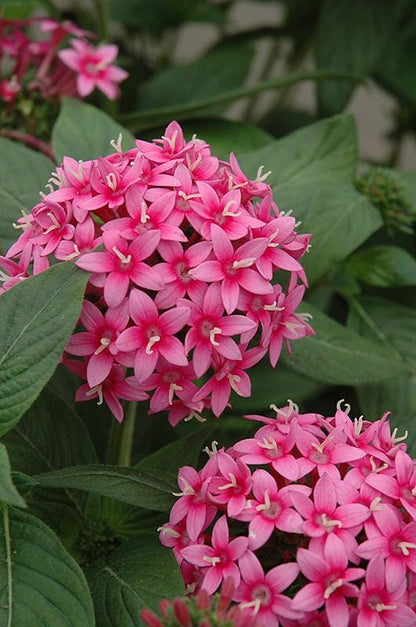 Pentas Lanceolata Starburst Live Plants | Pack of 2 (TWO) | 5-9" Tall | Egyptian Starcluster | Unique Bicolor Pink & White Flowers