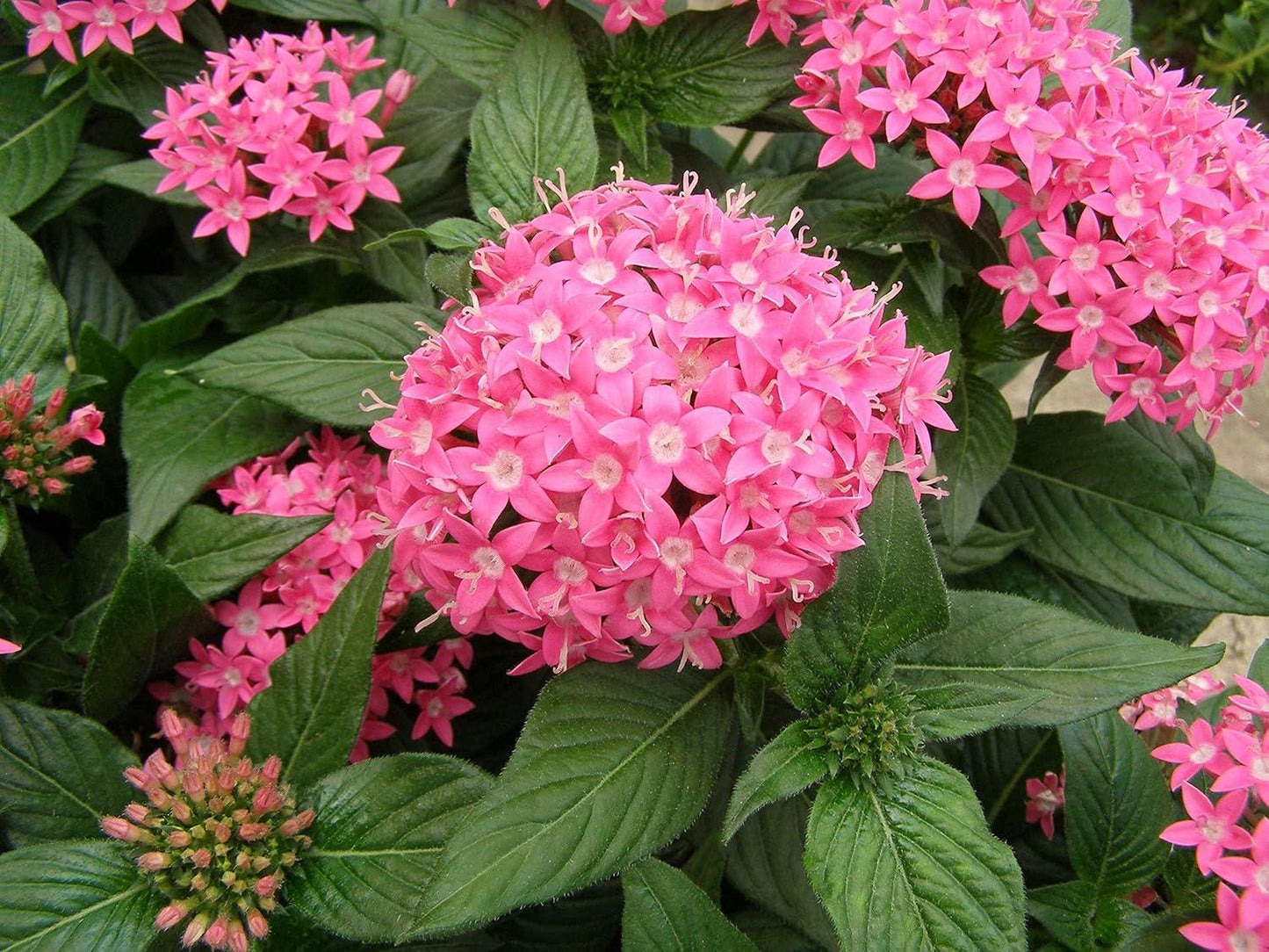 Pentas Lanceolata Starburst Live Plants | Pack of 2 (TWO) | 5-9" Tall | Egyptian Starcluster | Unique Bicolor Pink & White Flowers