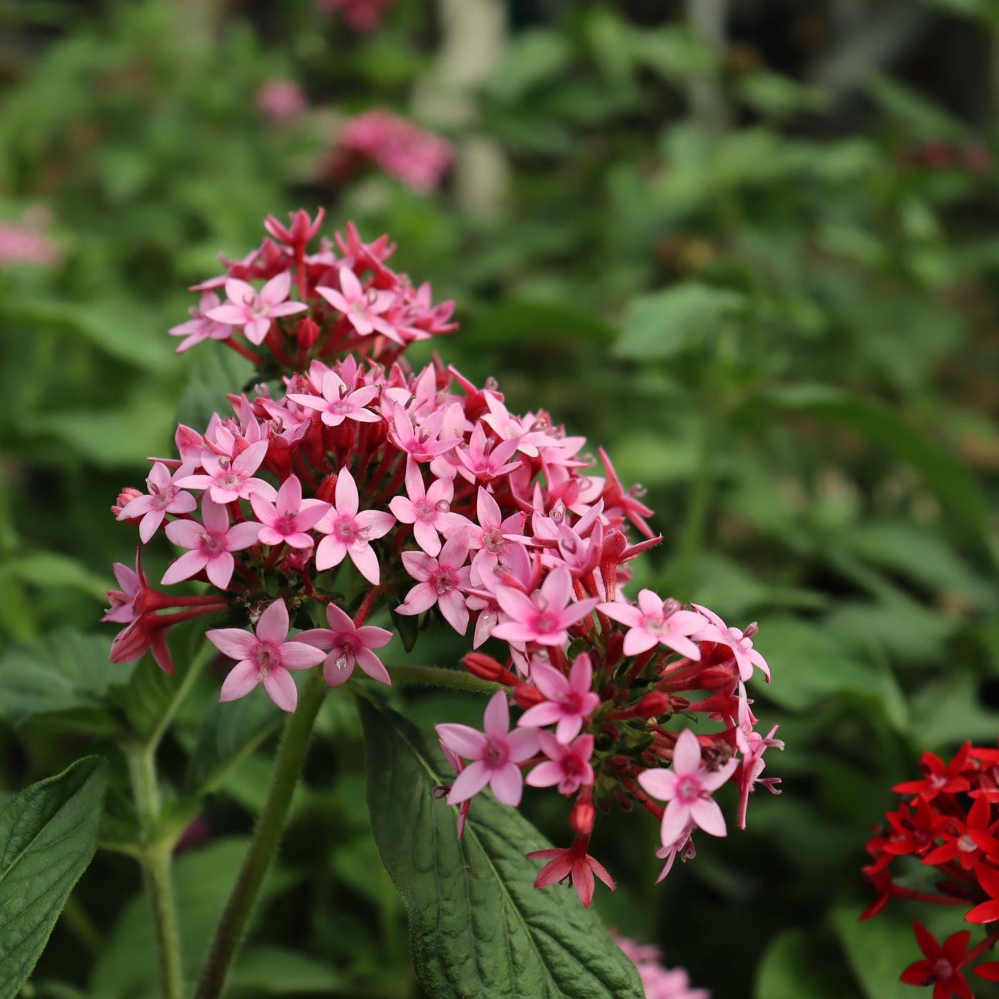Pentas Lanceolata Starburst Live Plants | Pack of 2 (TWO) | 5-9" Tall | Egyptian Starcluster | Unique Bicolor Pink & White Flowers