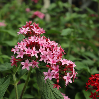 Pentas Lanceolata Starburst Live Plants | Pack of 2 (TWO) | 5-9" Tall | Egyptian Starcluster | Unique Bicolor Pink & White Flowers
