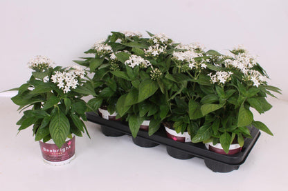 White Egyptian Star Flower Live Plants | Pack of 2 (TWO) | 5-9" Tall | Pentas Lanceolata