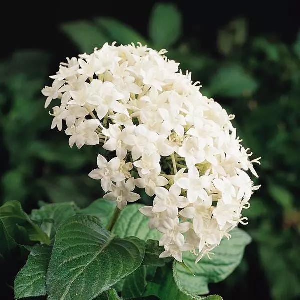 White Egyptian Star Flower Live Plants | Pack of 2 (TWO) | 5-9" Tall | Pentas Lanceolata