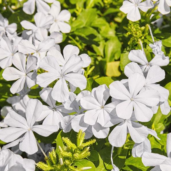 White Plumbago Live Plants | Pack of 3 (THREE) | 5-9" Tall | Plumbago Auriculata | Cape Leadwort | Fast-Growing