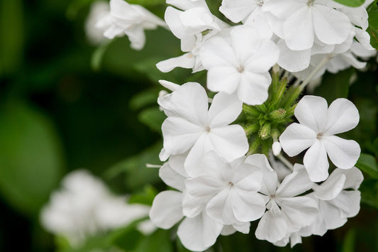 White Plumbago Live Plants | Pack of 2 (TWO) | 5-9" Tall | Plumbago Auriculata | Cape Leadwort | Fast-Growing