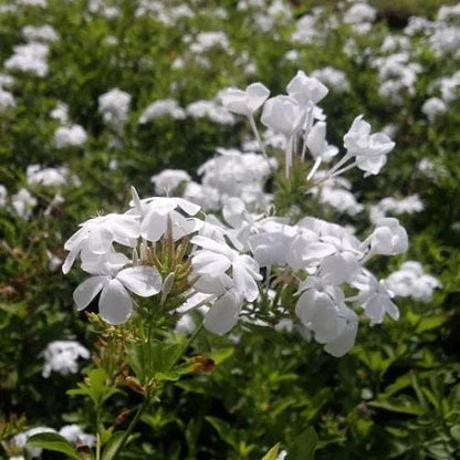 White Plumbago Live Plants | Pack of 2 (TWO) | 5-9" Tall | Plumbago Auriculata | Cape Leadwort | Fast-Growing