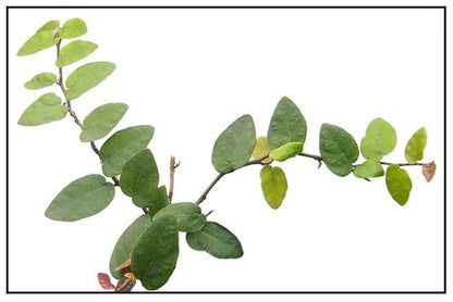 Creeping Fig Live Plants (5-9") - Pack of 2 (TWO) - Ficus pumila Climbing Vine - Fast Growing Wall Coverage